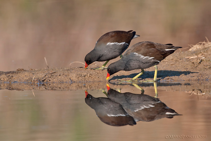 Gallinella d''acqua - Gallinula chloropus